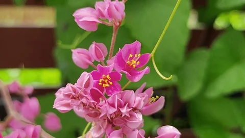 Pink flowers and bees are in a flower garden. Stock Footage 124884553