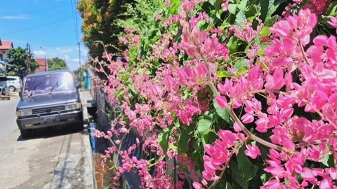 Pink Flowers and bees. Stock Footage 329908089