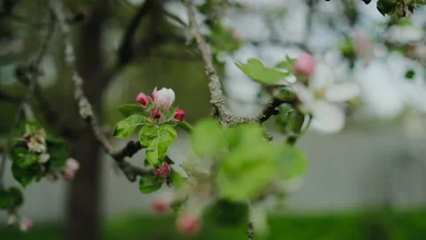 Pink flowers on an Apple tree branch Stock Footage 149761405