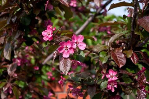 Pink flowers of an apple tree. Stock Photos