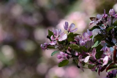 Pink flowers of apple tree in spring garden close up Stock Photos