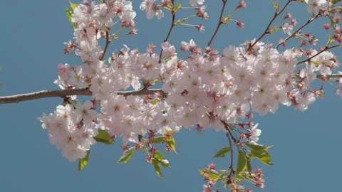 The pink flowers of the apple tree waving in Estonia Stock Footage 256469679