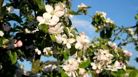 Pink flowers apple trees Stock Footage 62898988