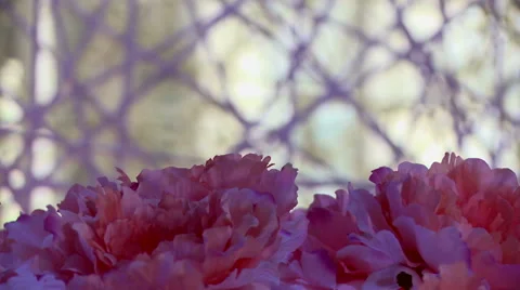 Pink flowers on background of decorative cobwebs Stock Footage 44156331