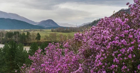 Pink flowers on a background of mountains Stock Footage 89143358