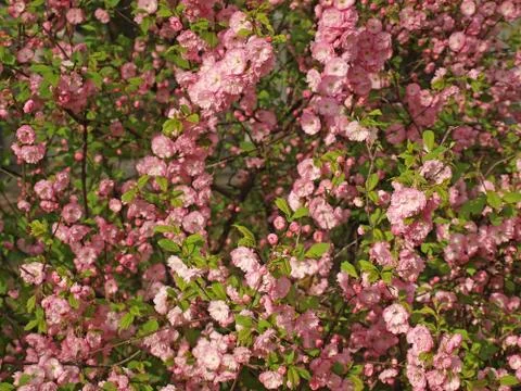 Pink flowers background Stock Photos