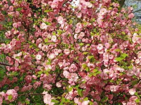 Pink flowers background Stock Photos