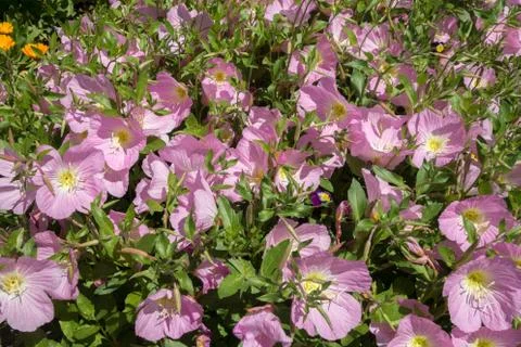Pink flowers background Stock Photos