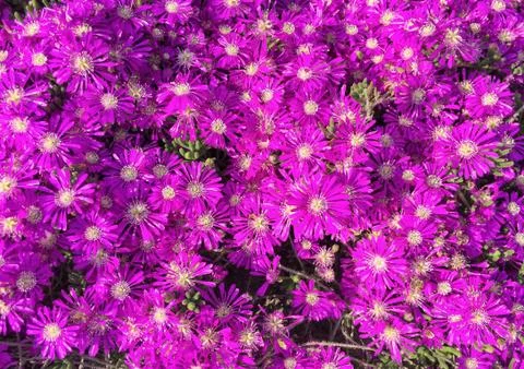 Pink flowers as a background Stock Photos
