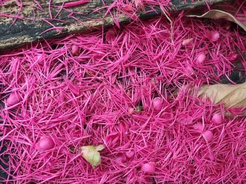 Pink flowers background Foto stock