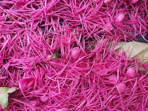 Pink flowers background Stock Photos
