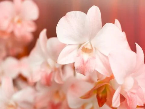Pink flowers background. Stock Photos