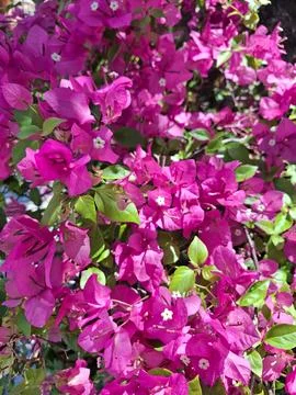 Pink flowers background texture Stock Photos