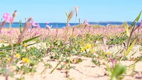 Pink flowers on the beach, changing focus Stock Footage 104700438