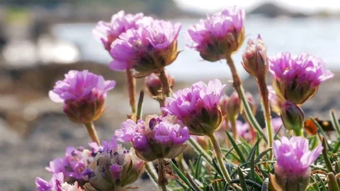 Pink flowers at the beach Stock Footage 75826900