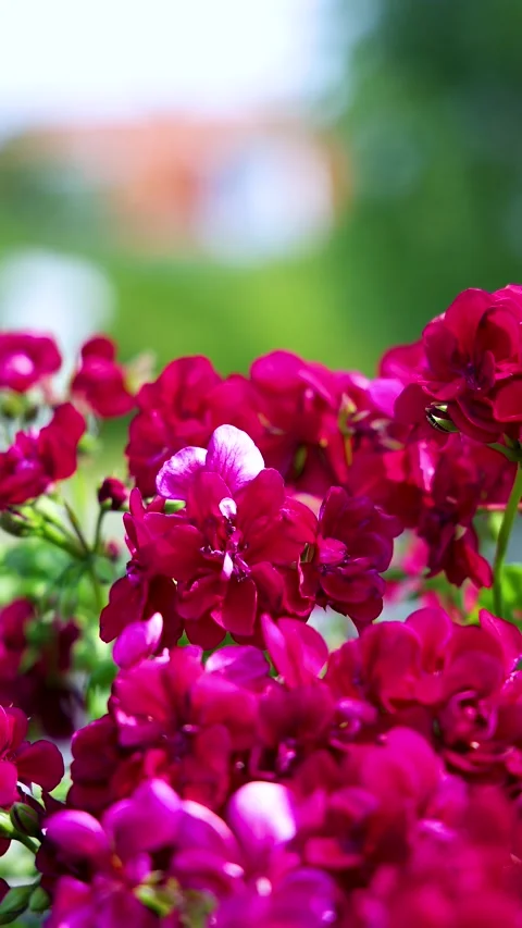 Pink flowers at the beach vertical Stock Footage 201684002