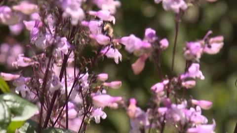 Pink flowers with bee Video stock 143880494