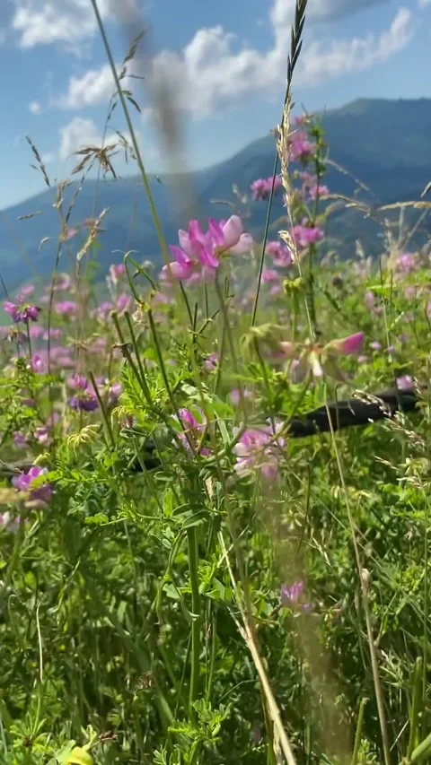 Pink flowers, Big clouds, Blue sky, Small town at the foot of the mountains Stock-Footage 157809466