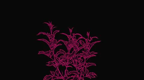 Pink flowers on a black background Stock Illustration