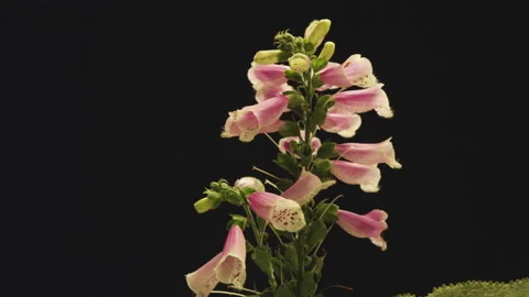 Pink flowers on black Stock Footage 146406506
