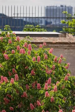 Pink flowers bloom on a leafy tree Stock Photos