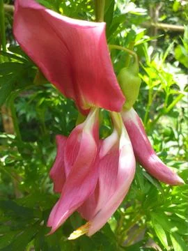 Pink flowers bloom Stock Photos