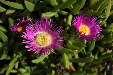 Pink flowers in bloom Stock Photos
