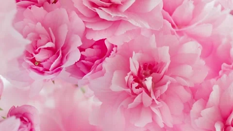 Pink flowers bloomed on trees, rotating, turning, close-up macro Stock Footage 243991885
