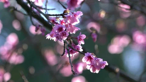 Pink flowers blooming Stock Footage 100894131