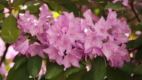Pink flowers blooming Stock Footage 127526311