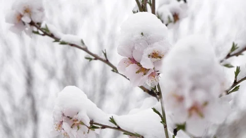 Pink flowers blooming peach tree at spring with snow. Stock Footage 128998428