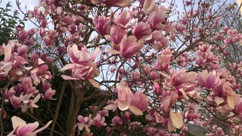 Pink flowers blooming. Spring concept, closeup Stock Footage 150150948