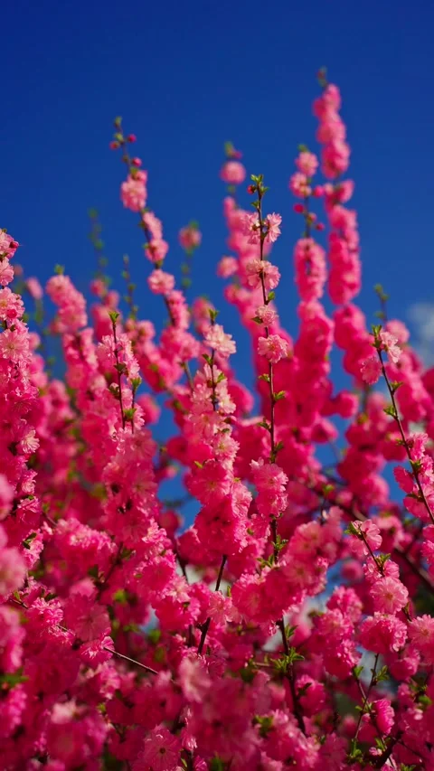 Pink Flowers Blooming in Spring Stock Footage 277014080