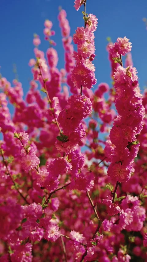 Pink Flowers Blooming in Springtime Stock Footage 276965285