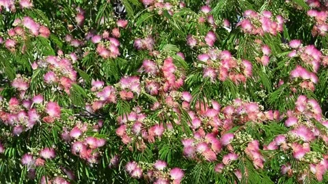 Pink Flowers Blooming on Tree Branches Stock Footage 337662374