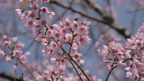 Pink flowers blooming on tree Stock Footage 102364683