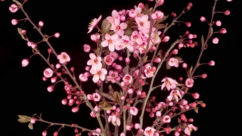 Pink Flowers Blossoms on the Branches Cherry Tree 库存影片 128640306