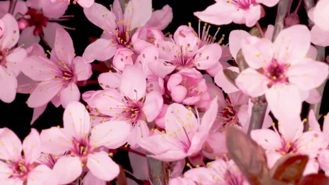 Pink Flowers Blossoms on the Branches Cherry Tree Video stock 133075448