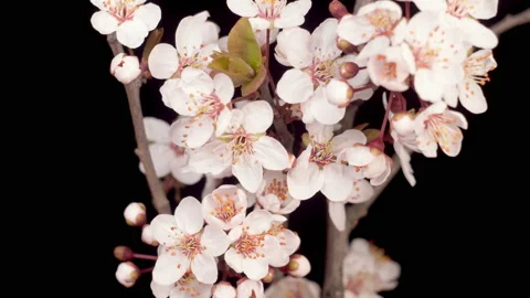 Pink Flowers Blossoms on the Branches Cherry Tree Vidéo 138652796