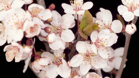Pink Flowers Blossoms on the Branches Cherry Tree 库存影片 139483669