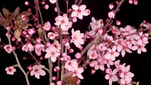 Pink Flowers Blossoms on the Branches Cherry Tree Видео 147083520