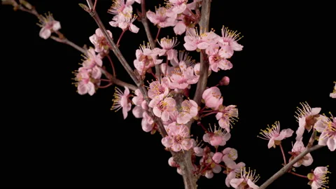 Pink Flowers Blossoms on the Branches Cherry Tree Видео 154121818