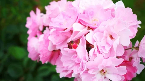 Pink flowers blow in the wind Stock Footage 118230502