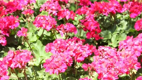 PINK flowers blowing in the wind 動画素材 6732118