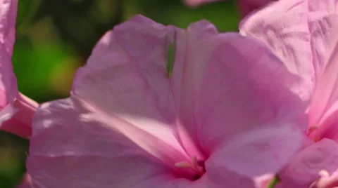 Pink Flowers Blowing in the Wind Stock Footage 47578921