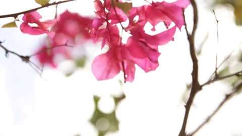 Pink Flowers Blowing in the Wind Stock Footage 104782323
