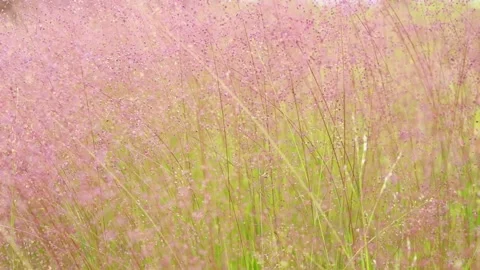Pink flowers blowing in the wind Stock Footage 162660904