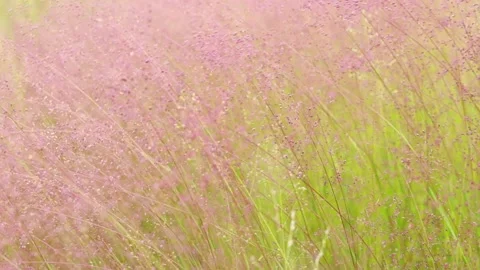 Pink flowers blowing in the wind Stock Footage 162660906
