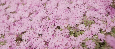 Pink Flowers Blowing In The Wind Stock Footage 297381521