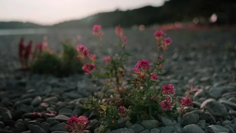 Pink Flowers Blowing In The Wind Mid Shot at sunset 動画素材 204975798